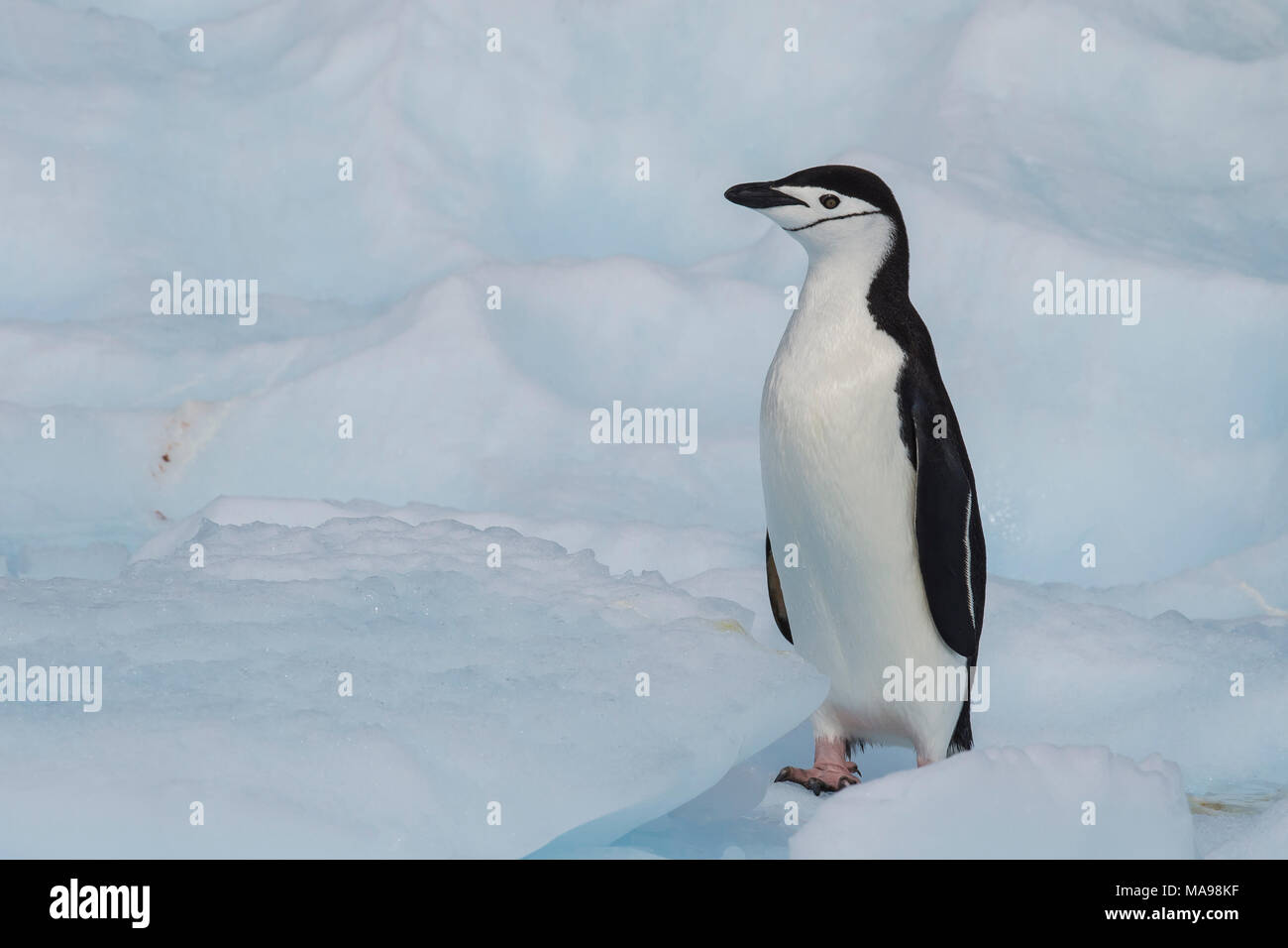 Male female penguin stone hi-res stock photography and images - Alamy