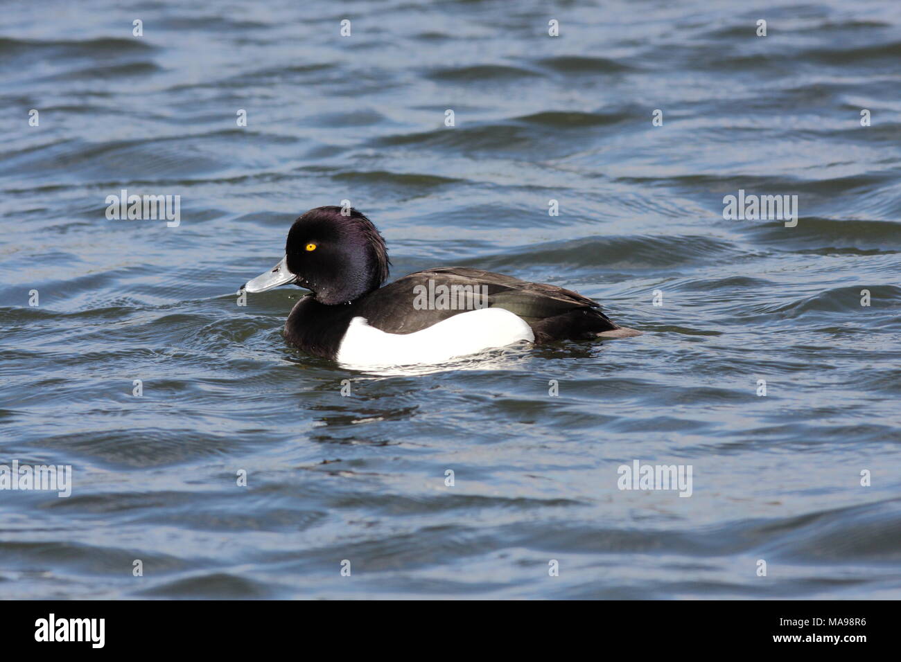 Aythya fuligula, Tufted Duck male, swimming on water, side view, showing good ID features. Stock Photo