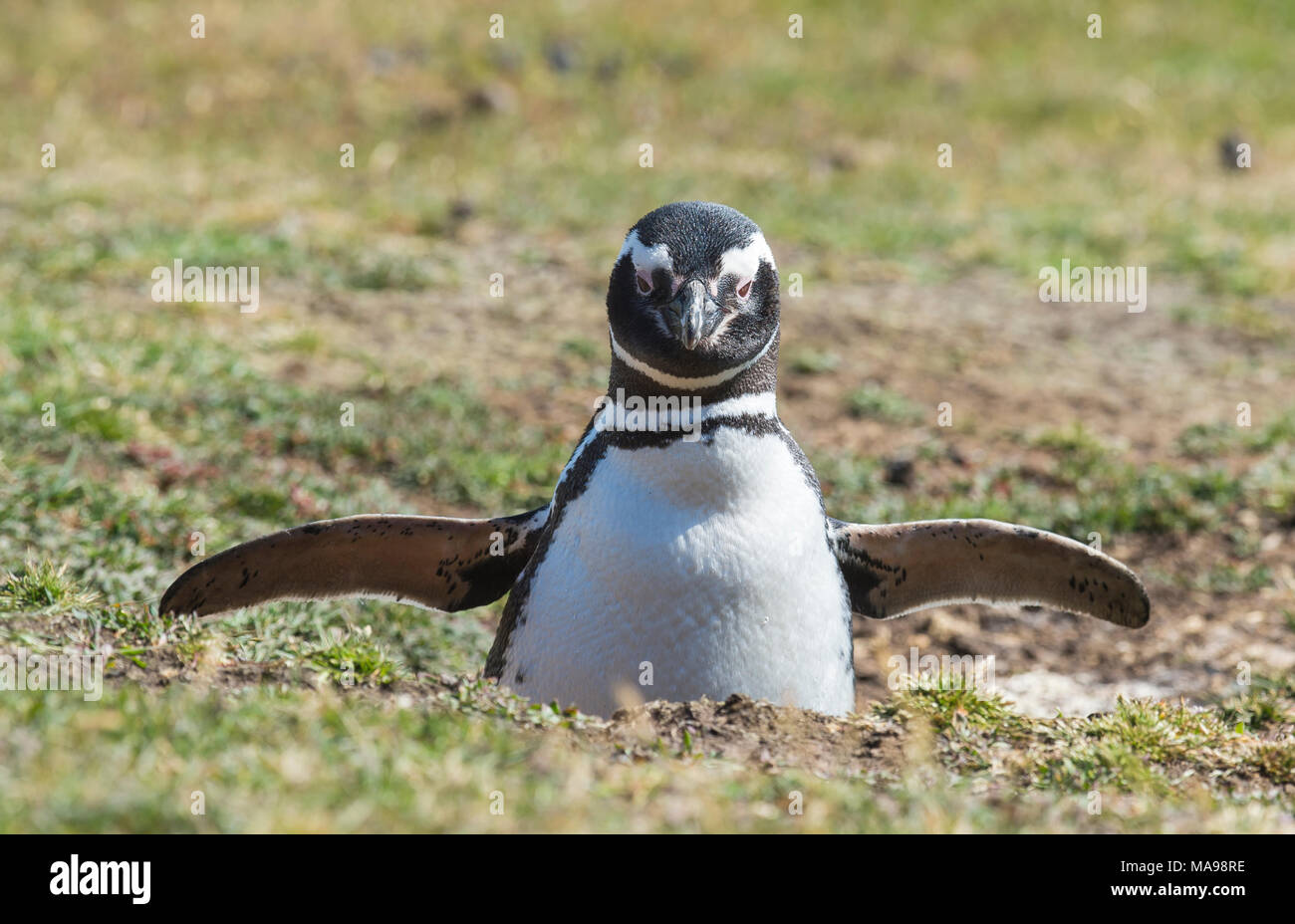 Magellanic Penguin at the nest Stock Photo