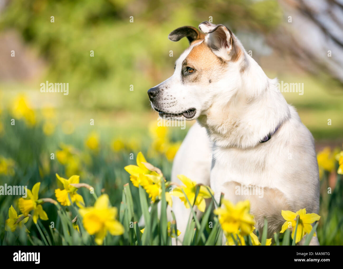 A mixed breed dog outdoors in the springtime surrounded by daffodils ...