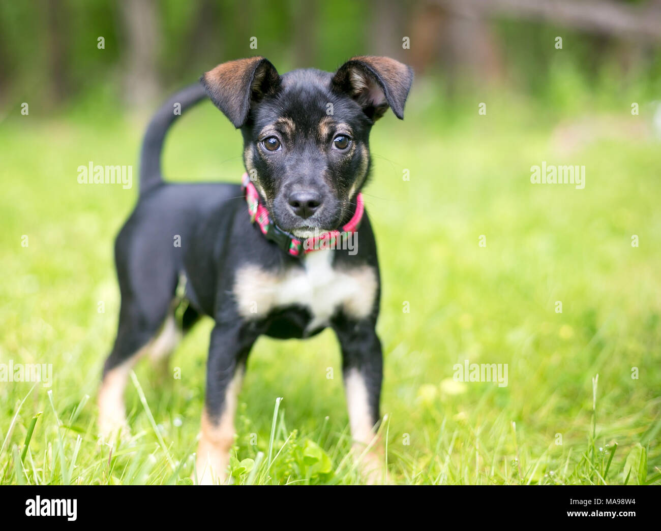 A cute German Shepherd mixed breed puppy outdoors Stock Photo - Alamy