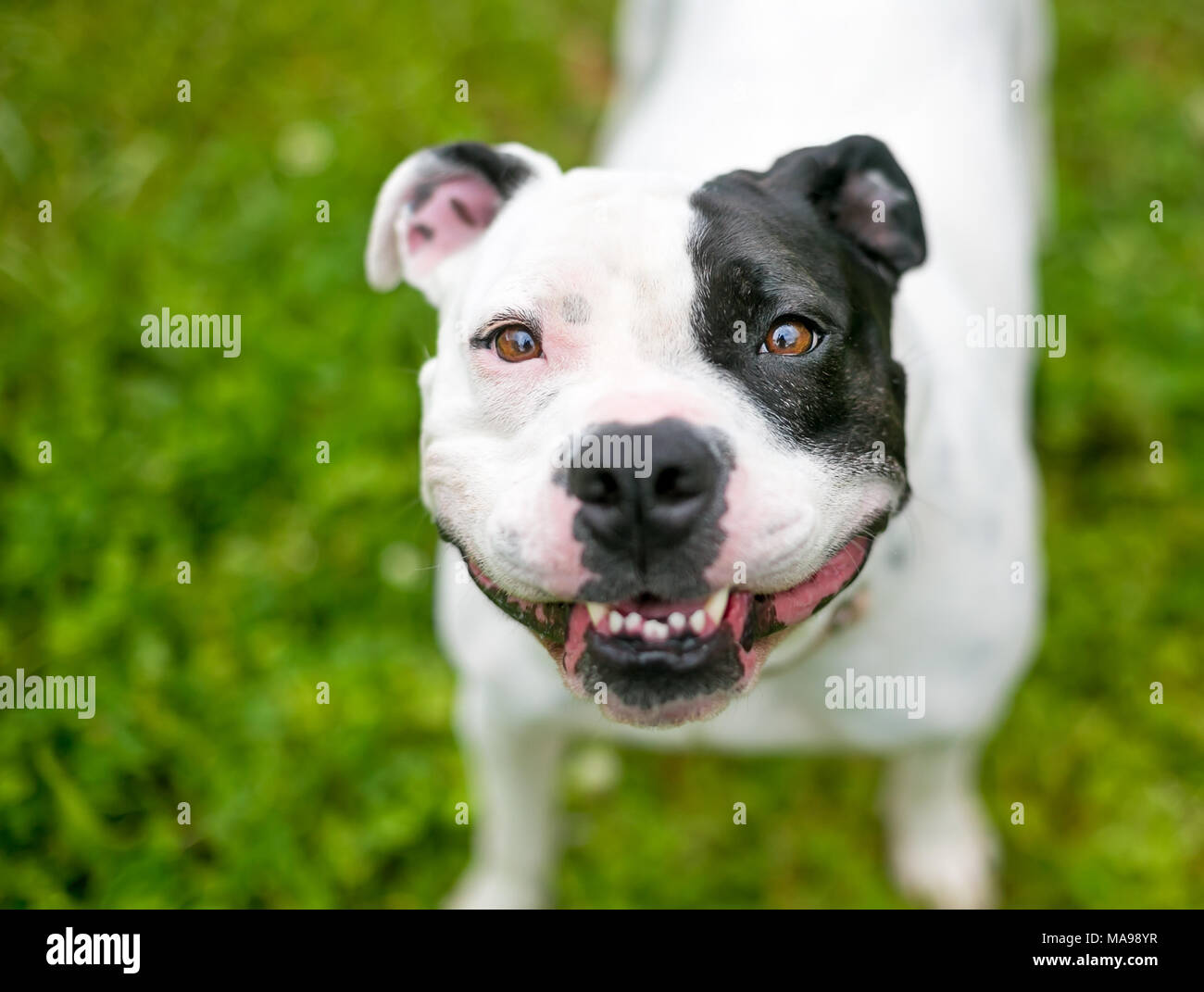 A happy black and white Staffordshire Bull Terrier dog Stock Photo