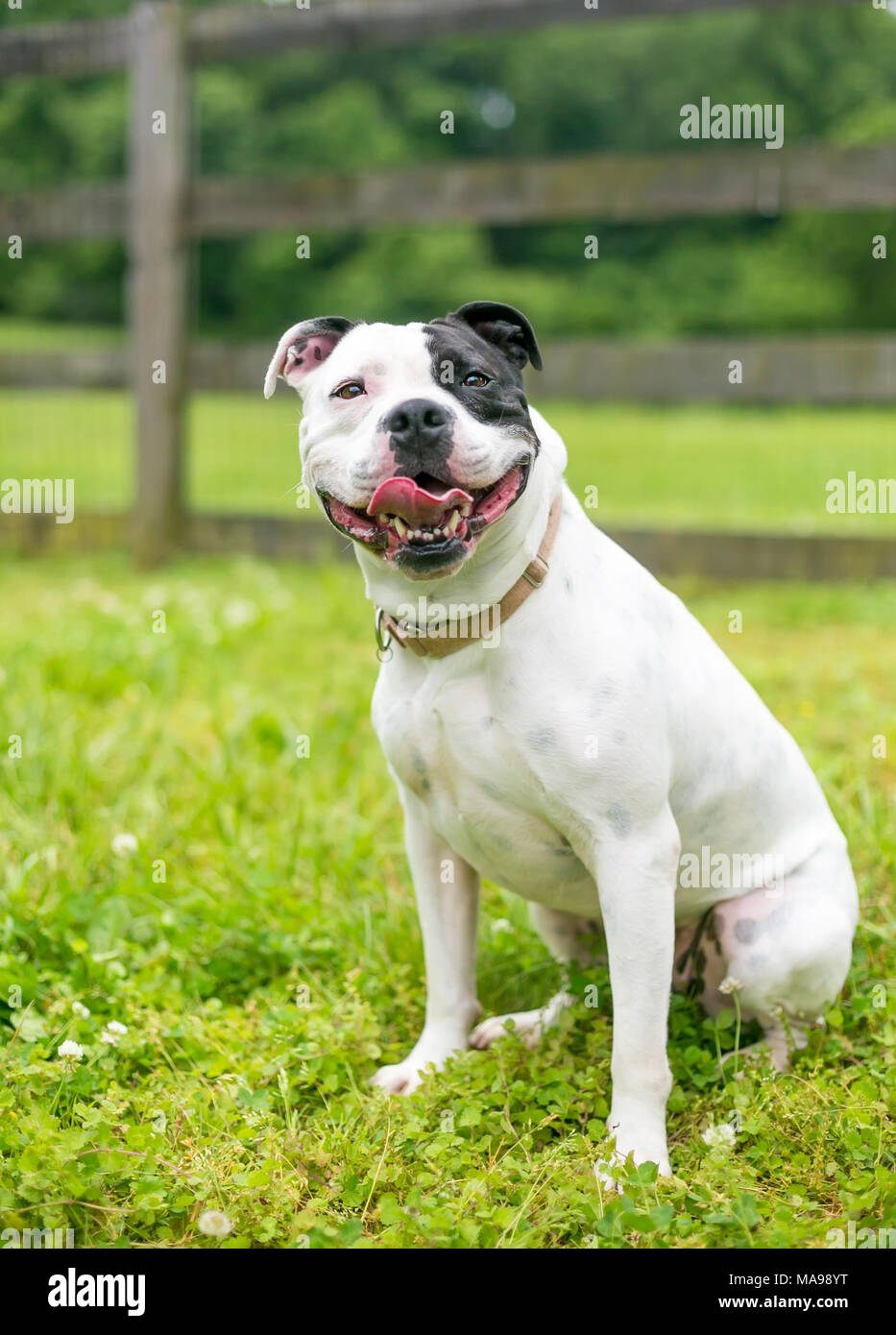 A happy black and white Staffordshire Bull Terrier dog Stock Photo