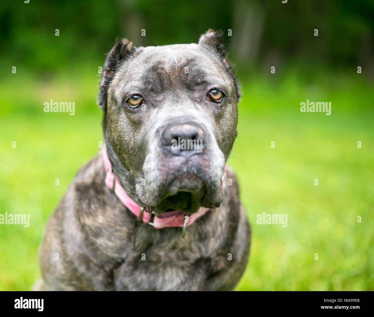 A Cane Corso mixed breed dog with cropped ears and a grumpy expression Stock Photo