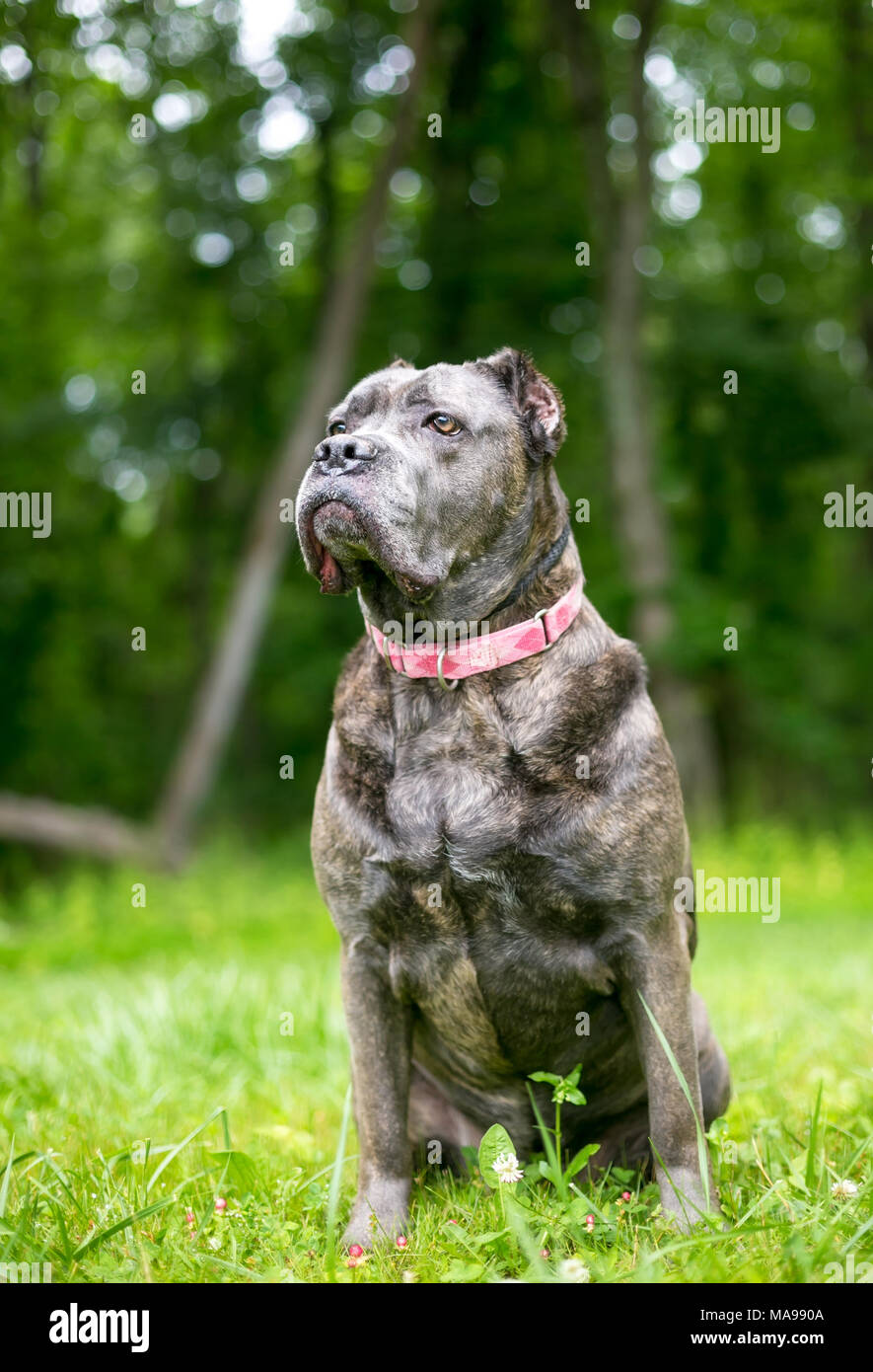 A Cane Corso mixed breed dog with cropped ears Stock Photo