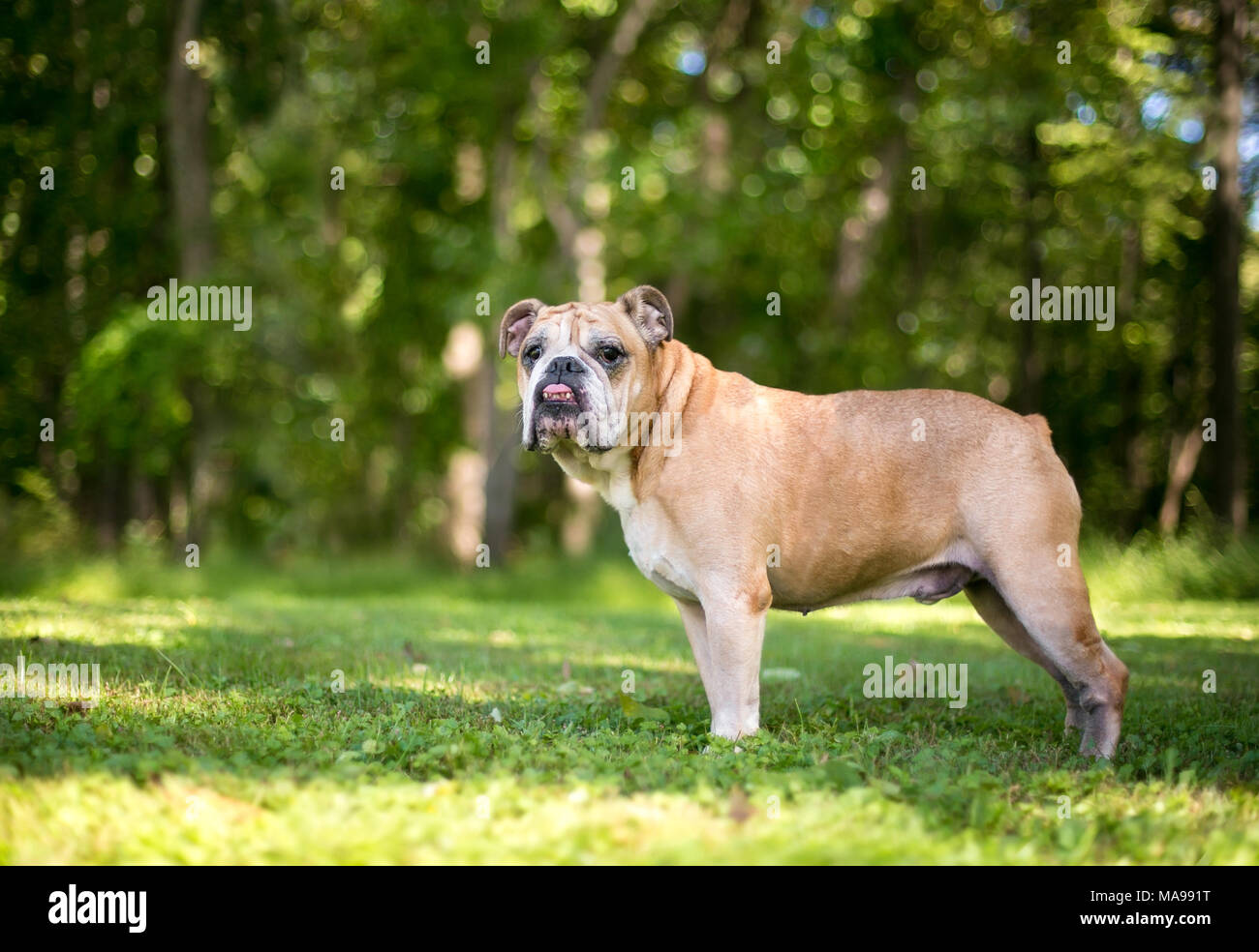 An English Bulldog with an underbite outdoors Stock Photo