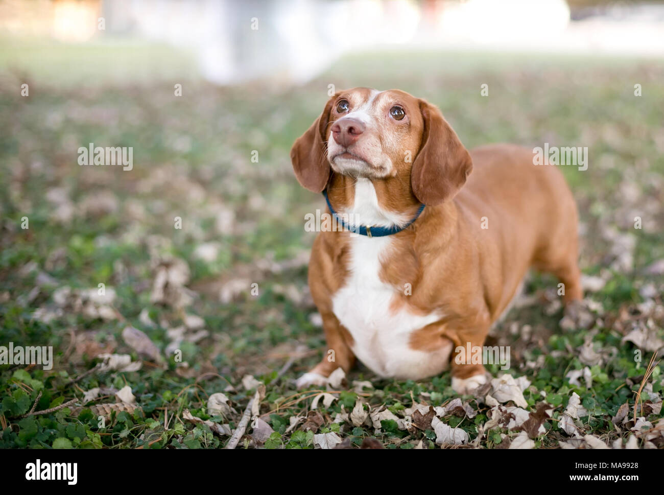 Portrait of a red and white Dachshund mix dog outdoors surrounded by leaves Stock Photo