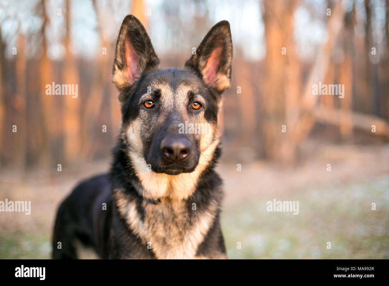 A purebred German Shepherd dog outdoors Stock Photo