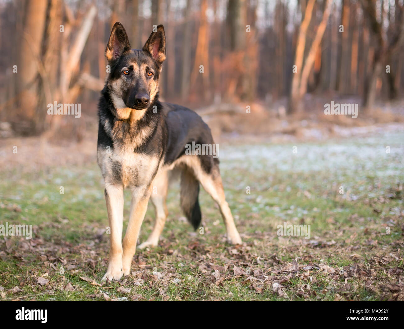 A purebred German Shepherd dog outdoors Stock Photo
