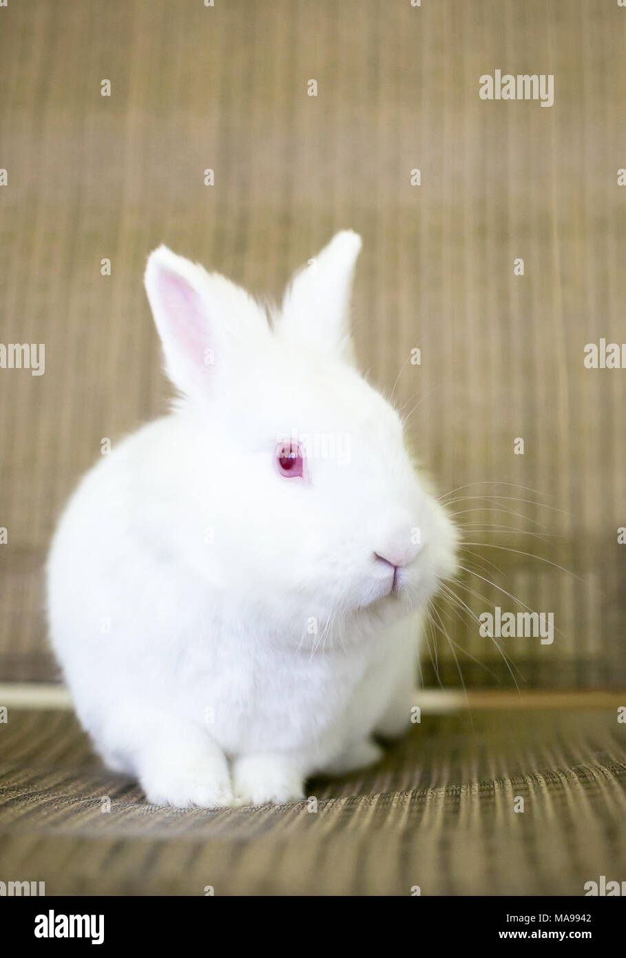 A small white albino Dwarf Rabbit with red eyes Stock Photo