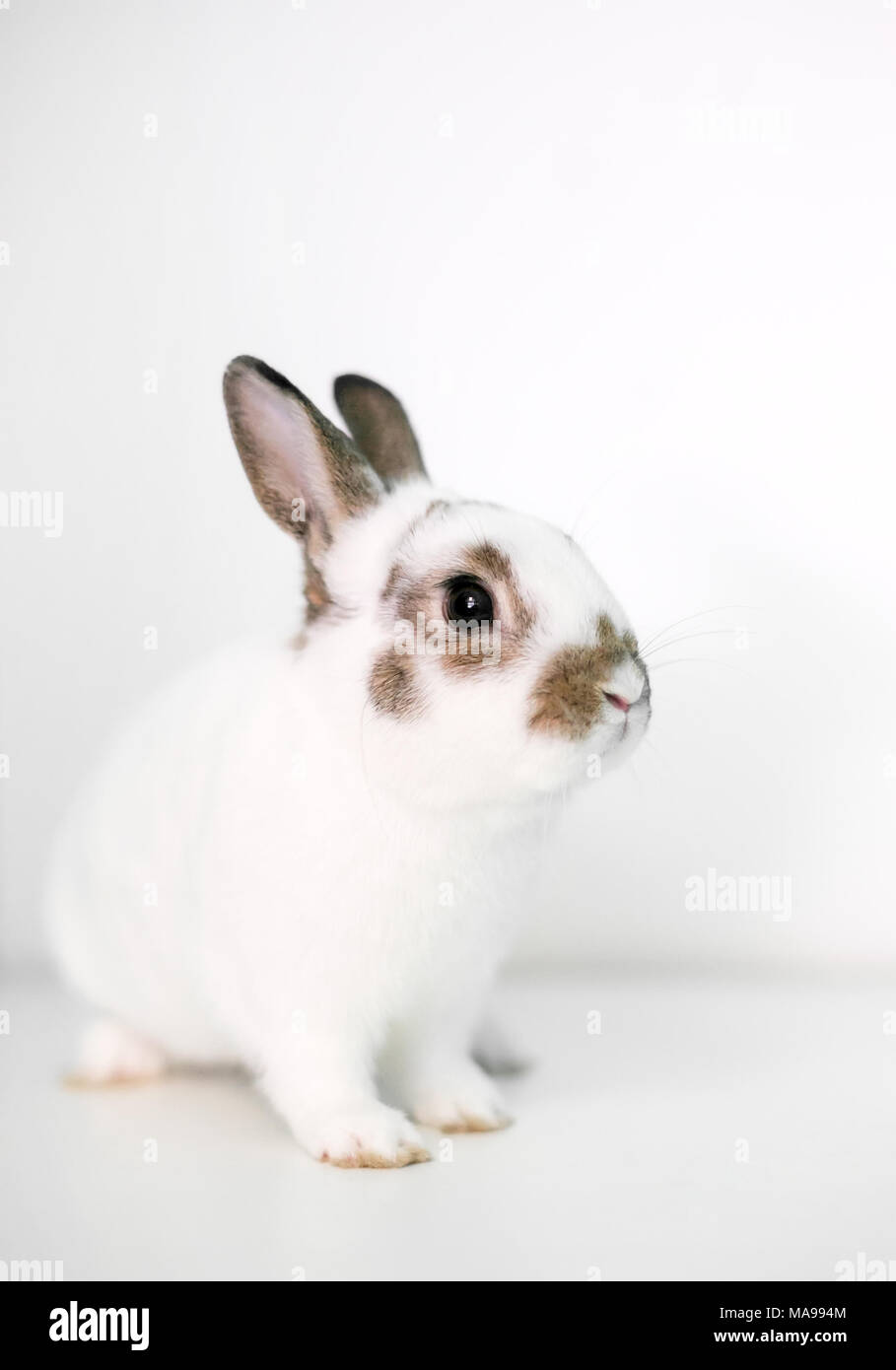 A cute young Dwarf rabbit on a white background Stock Photo