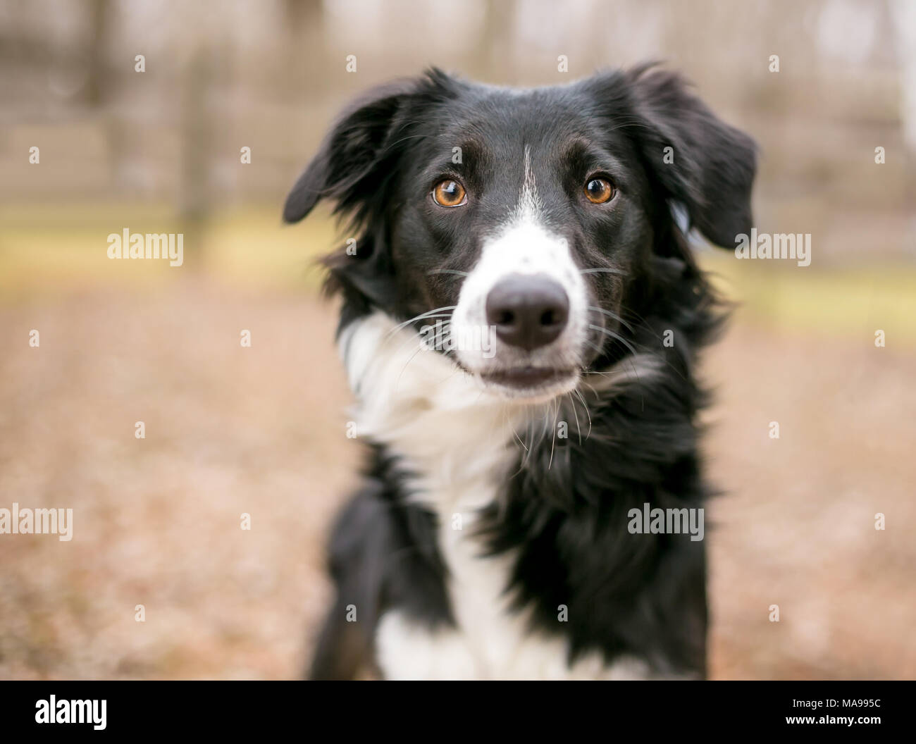 A Border Collie dog outdoors Stock Photo