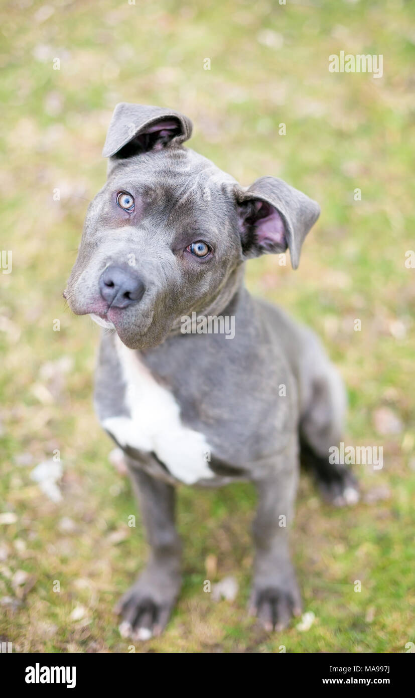 A Cane Corso mixed breed puppy sitting in the grass Stock Photo