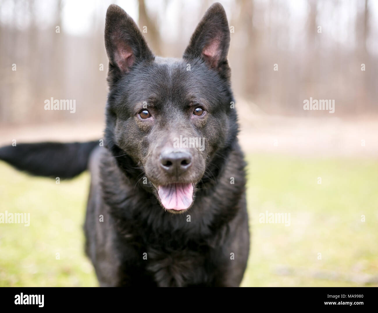 German Shepherd Dog Panting Hi res Stock Photography And Images Alamy German Shepherd Dog Panting Hi res Stock Photography And Images Alamy