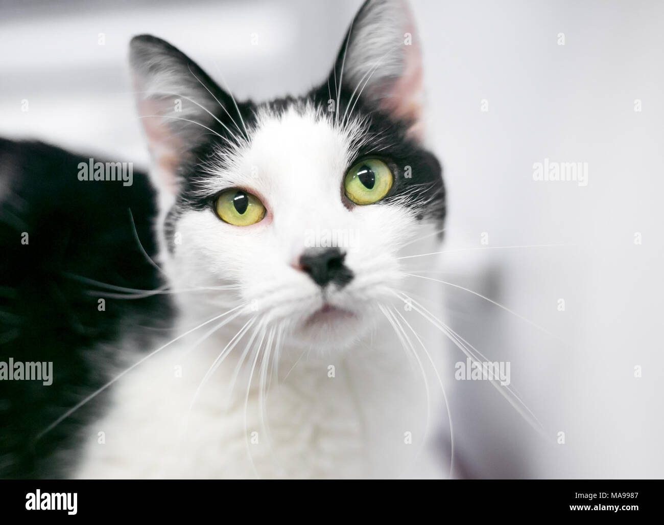 Black and white hotsell cat short hair