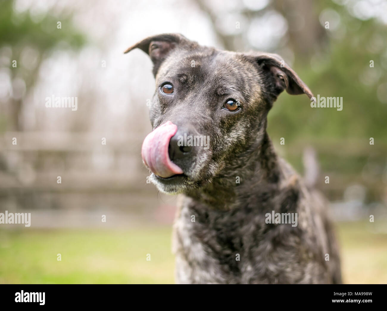 A brindle mixed breed dog licking its lips Stock Photo