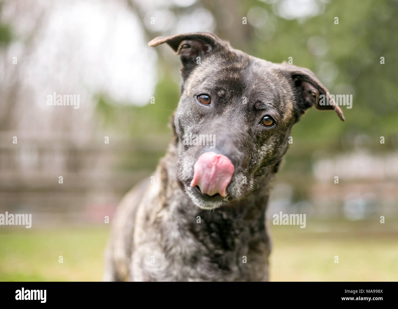 A brindle mixed breed dog licking its lips Stock Photo