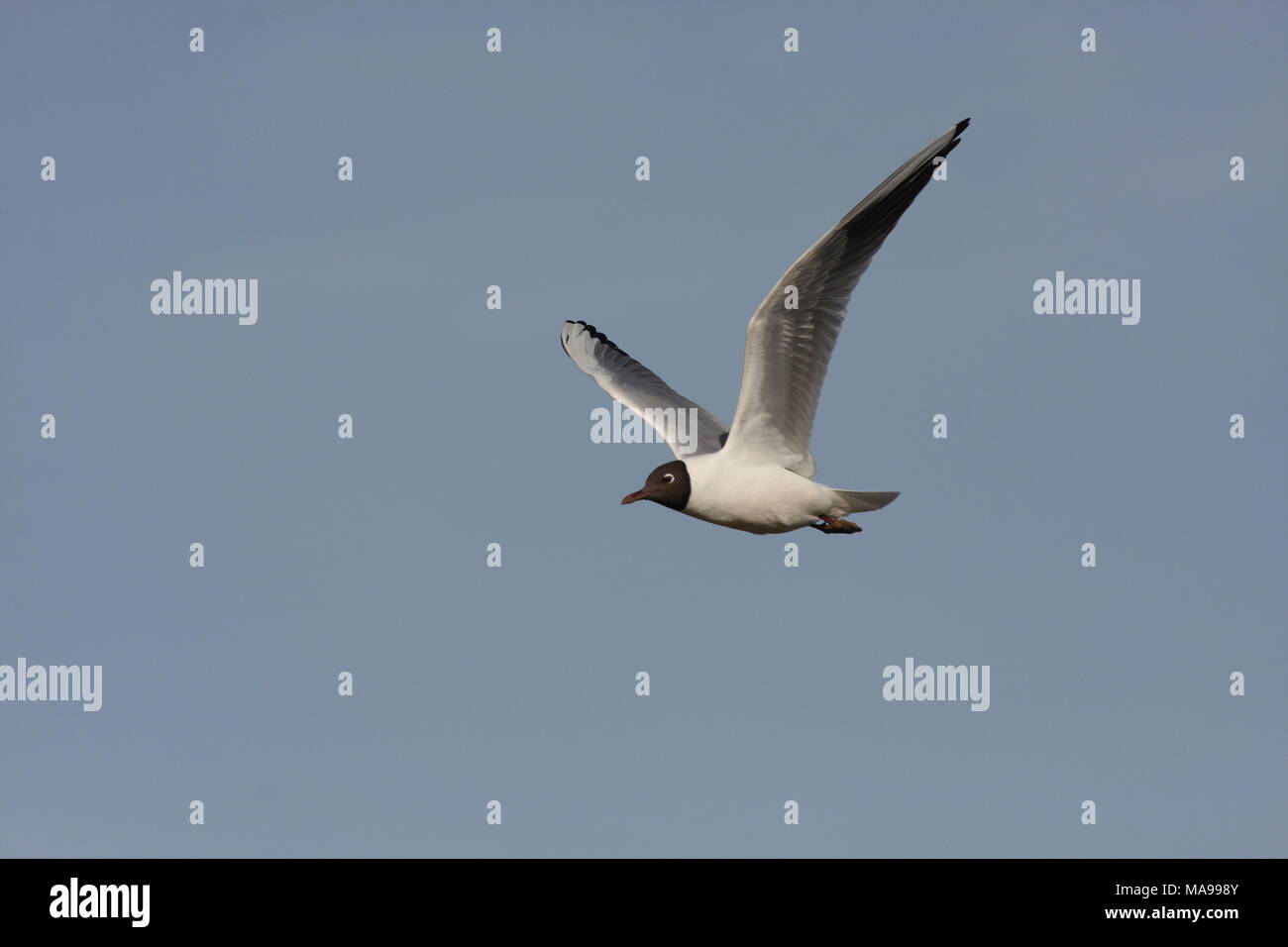 Chroicocephalus ridibundus, Black Headed Gull, in flight with wings in a v shape, showing both the underwing and top wing Stock Photo