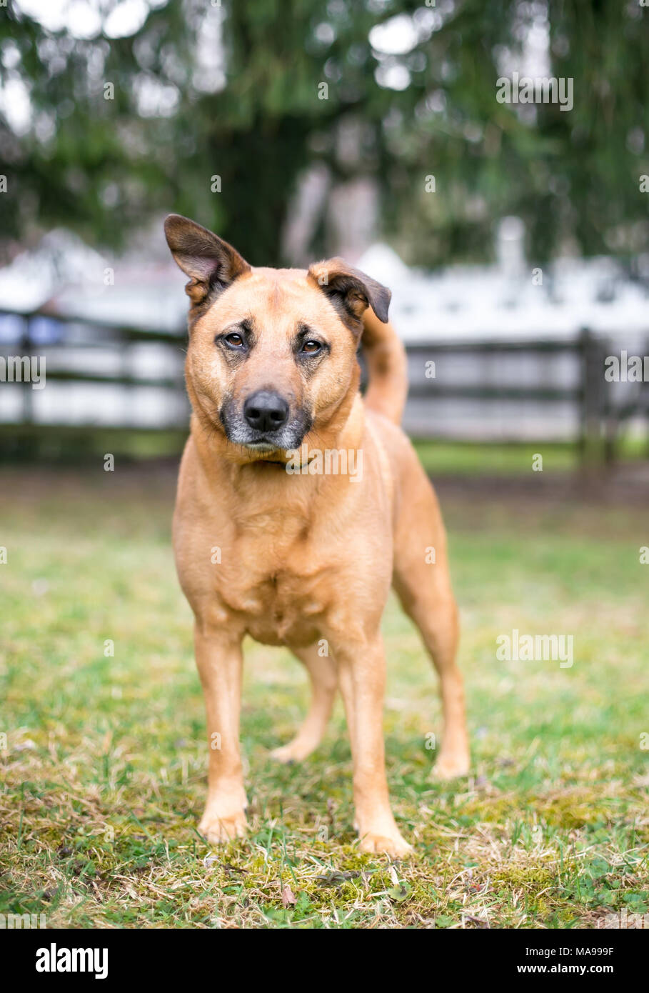 Portrait of a brown mixed breed dog outdoors Stock Photo