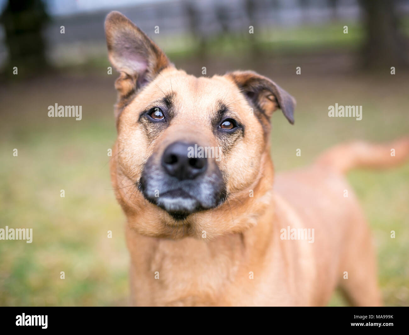 A mixed breed dog with one straight ear and one floppy ear Stock Photo