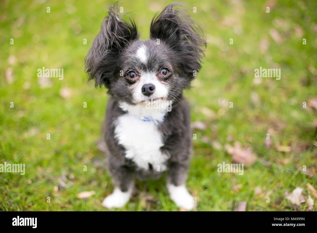 Dog With Fluffy Ears Stock Photos Dog With Fluffy Ears Stock