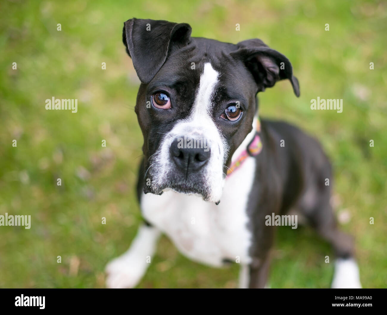 A black and white Boxer dog Stock Photo