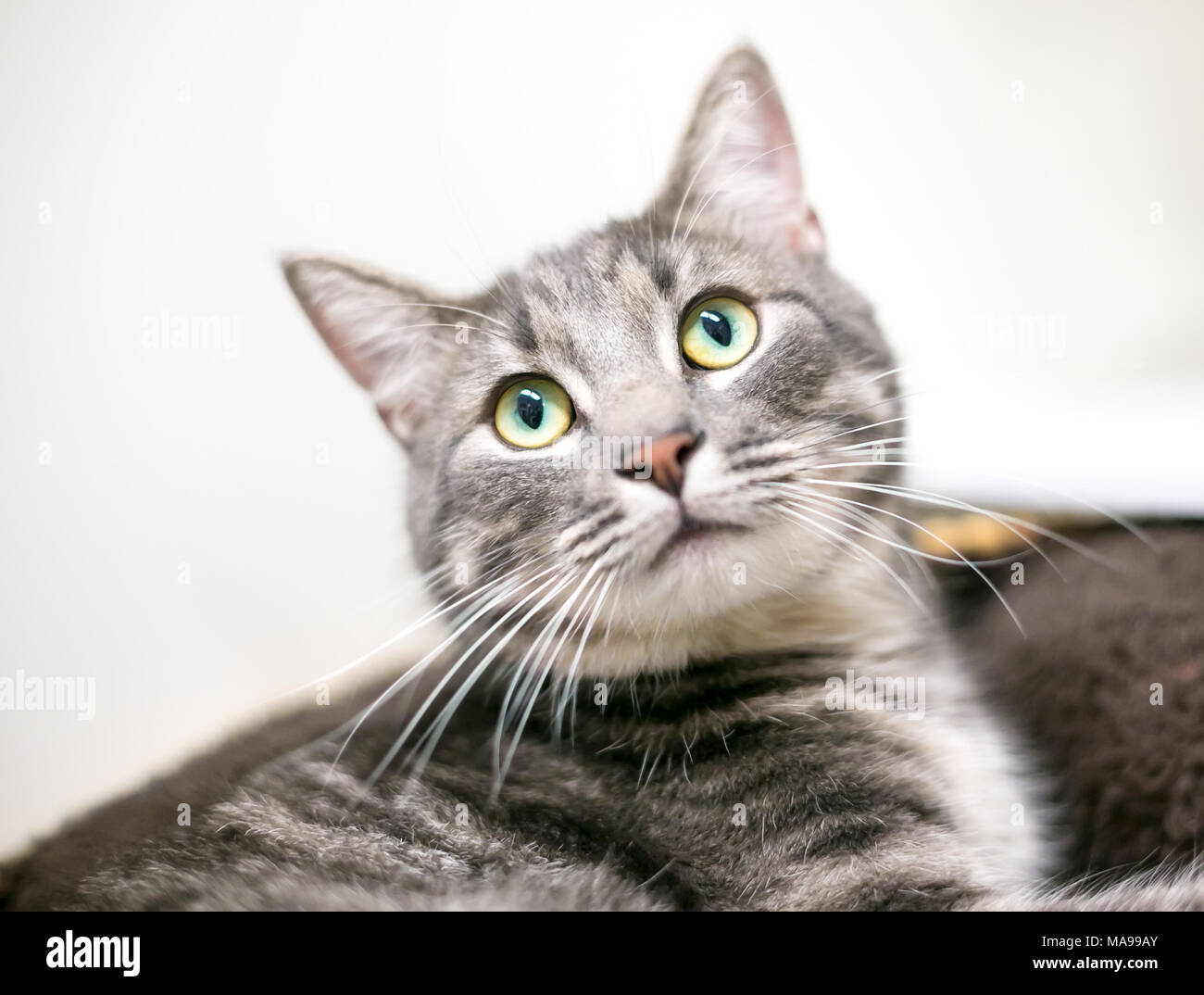 A gray tabby domestic shorthair cat with bright green and yellow eyes Stock Photo