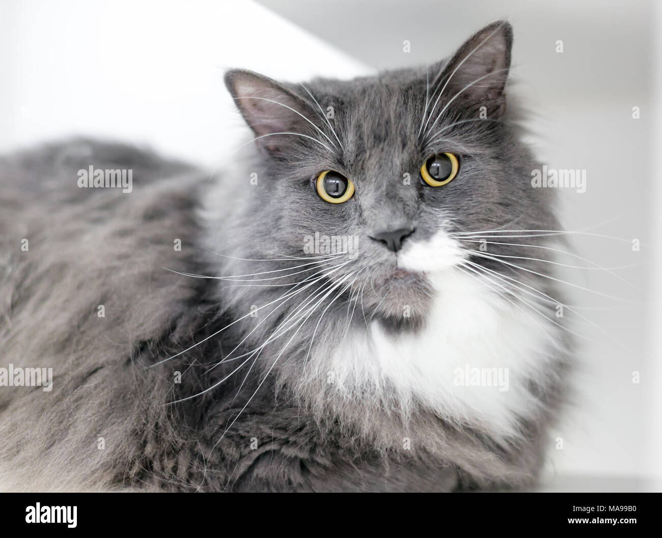 A gray and white domestic medium hair cat with large dilated pupils Stock  Photo - Alamy