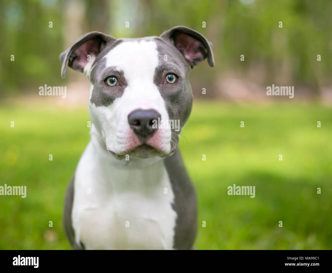 A young blue and white Pit Bull Terrier mixed breed dog outdoors
