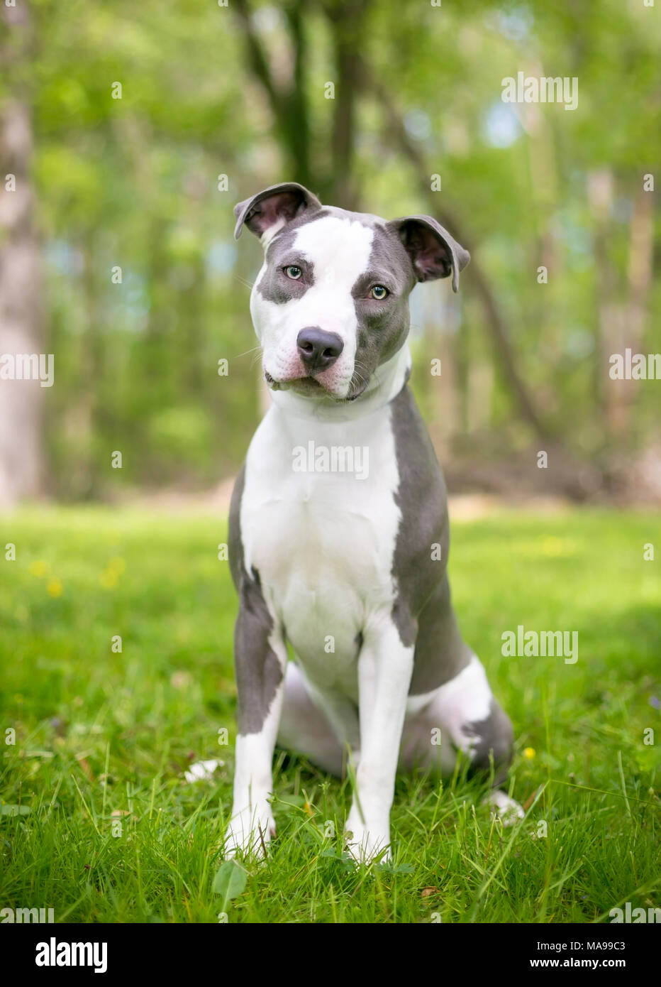 Buy blue pitbull 2025