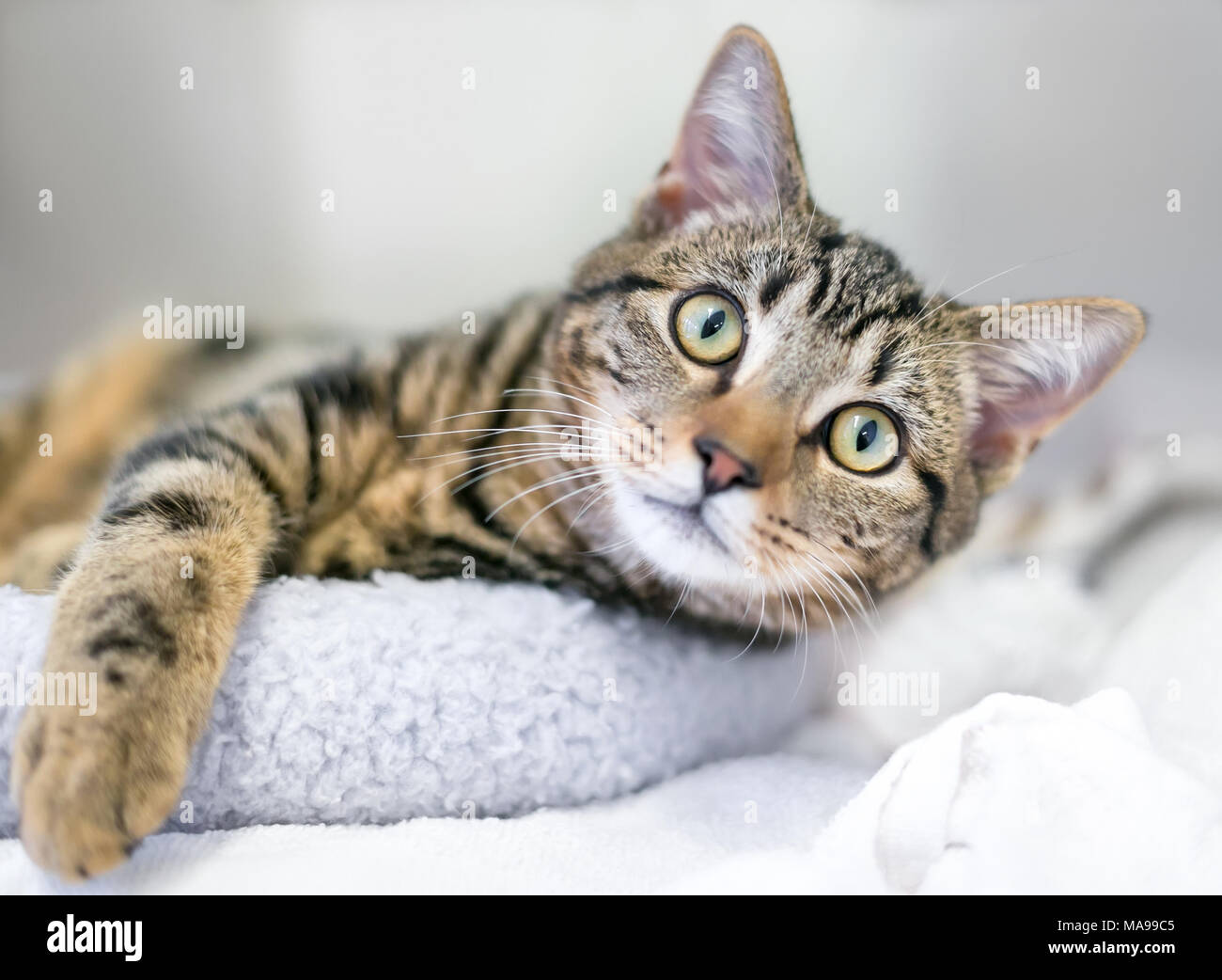 A young brown tabby domestic shorthair cat relaxing on a cat bed Stock Photo