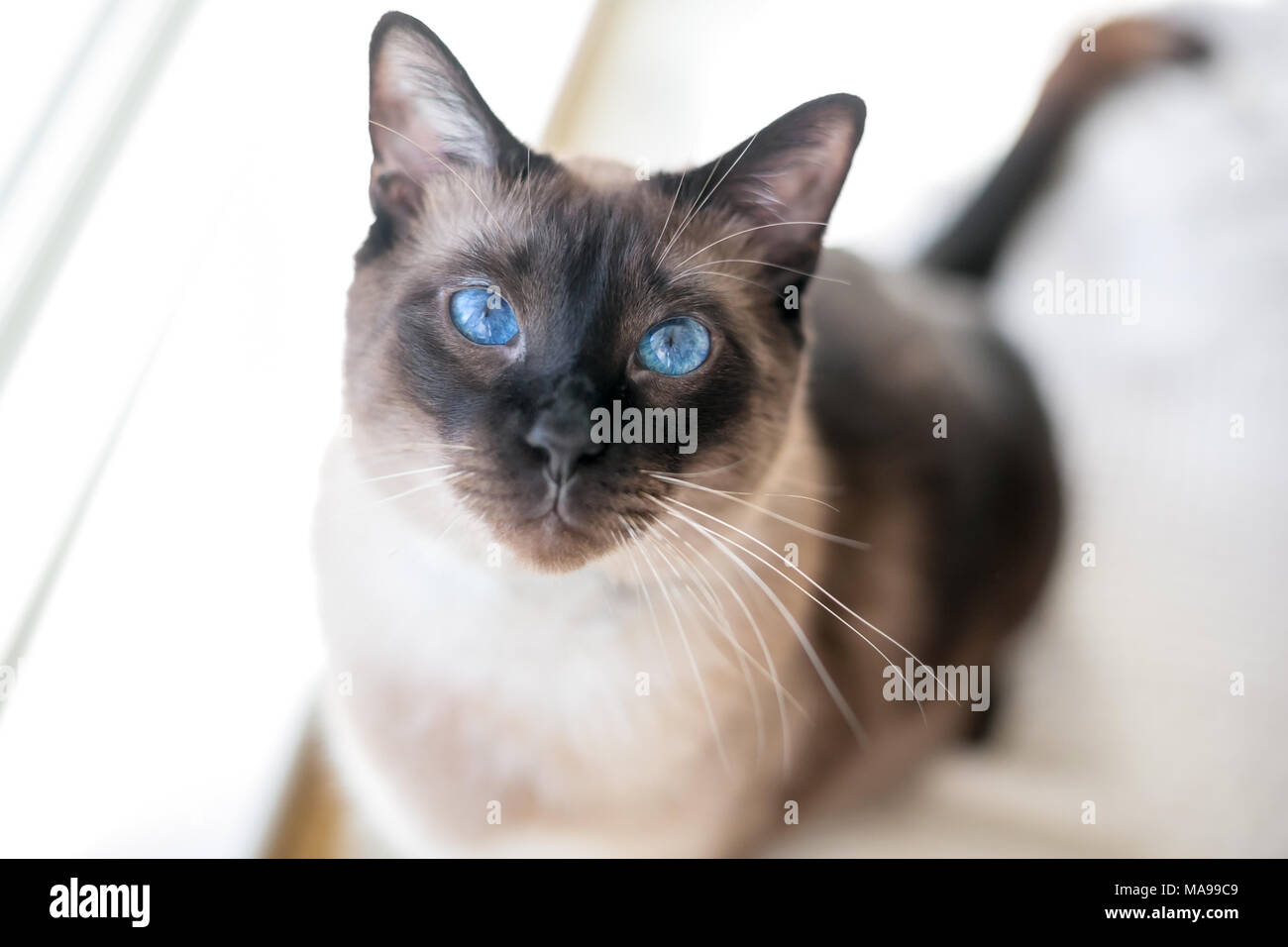 Portrait of a purebred Siamese cat with seal point markings and brilliant blue eyes Stock Photo