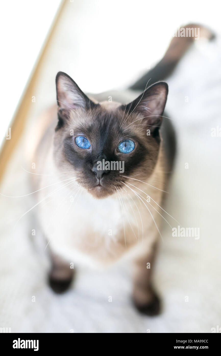 Portrait of a purebred Siamese cat with seal point markings and brilliant blue eyes Stock Photo