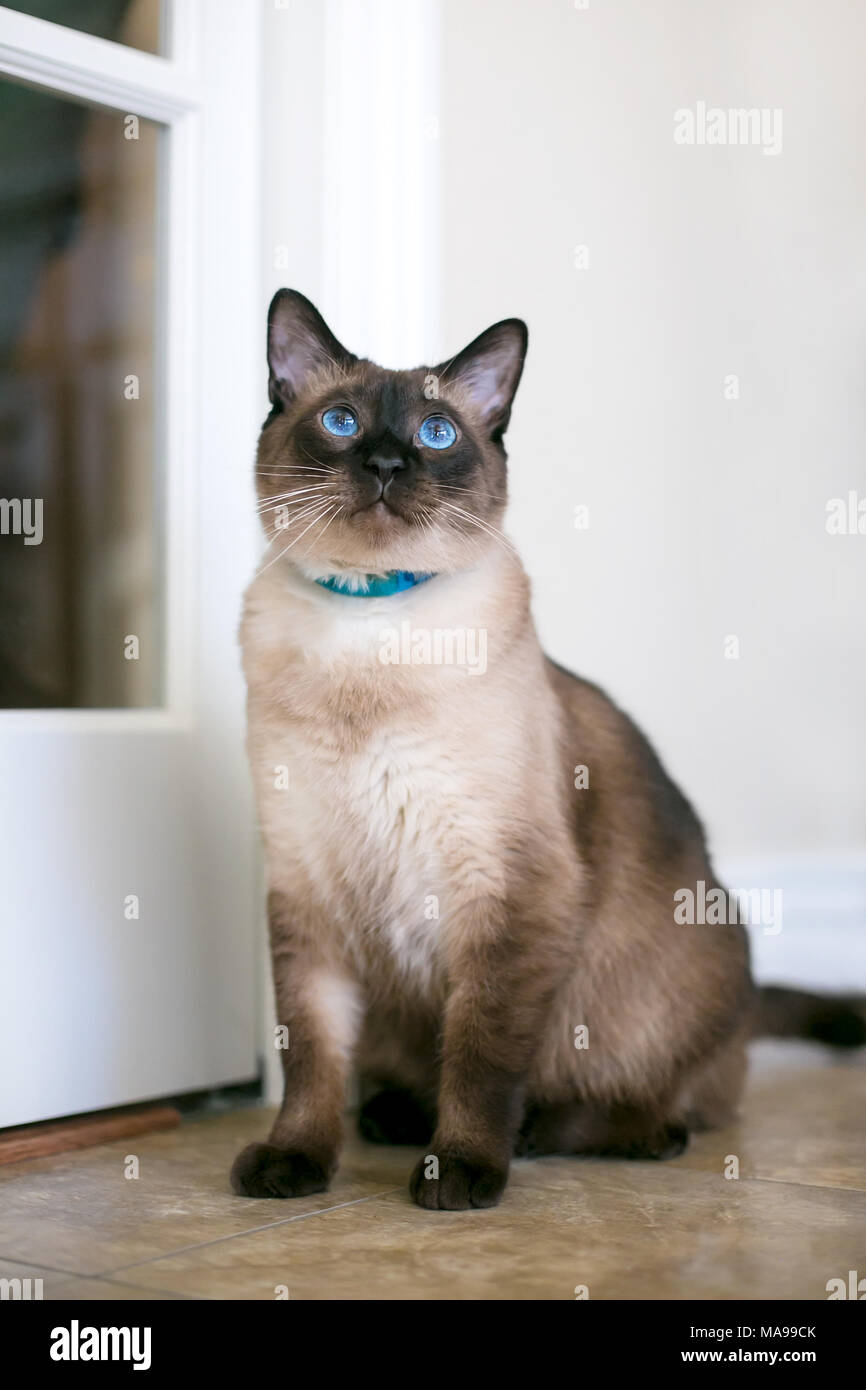 A purebred Siamese cat with seal point markings and blue eyes Stock Photo