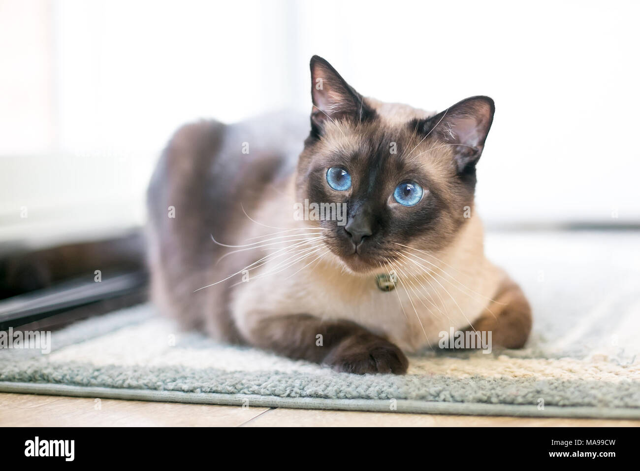 A purebred Siamese cat with seal point markings and blue eyes Stock Photo