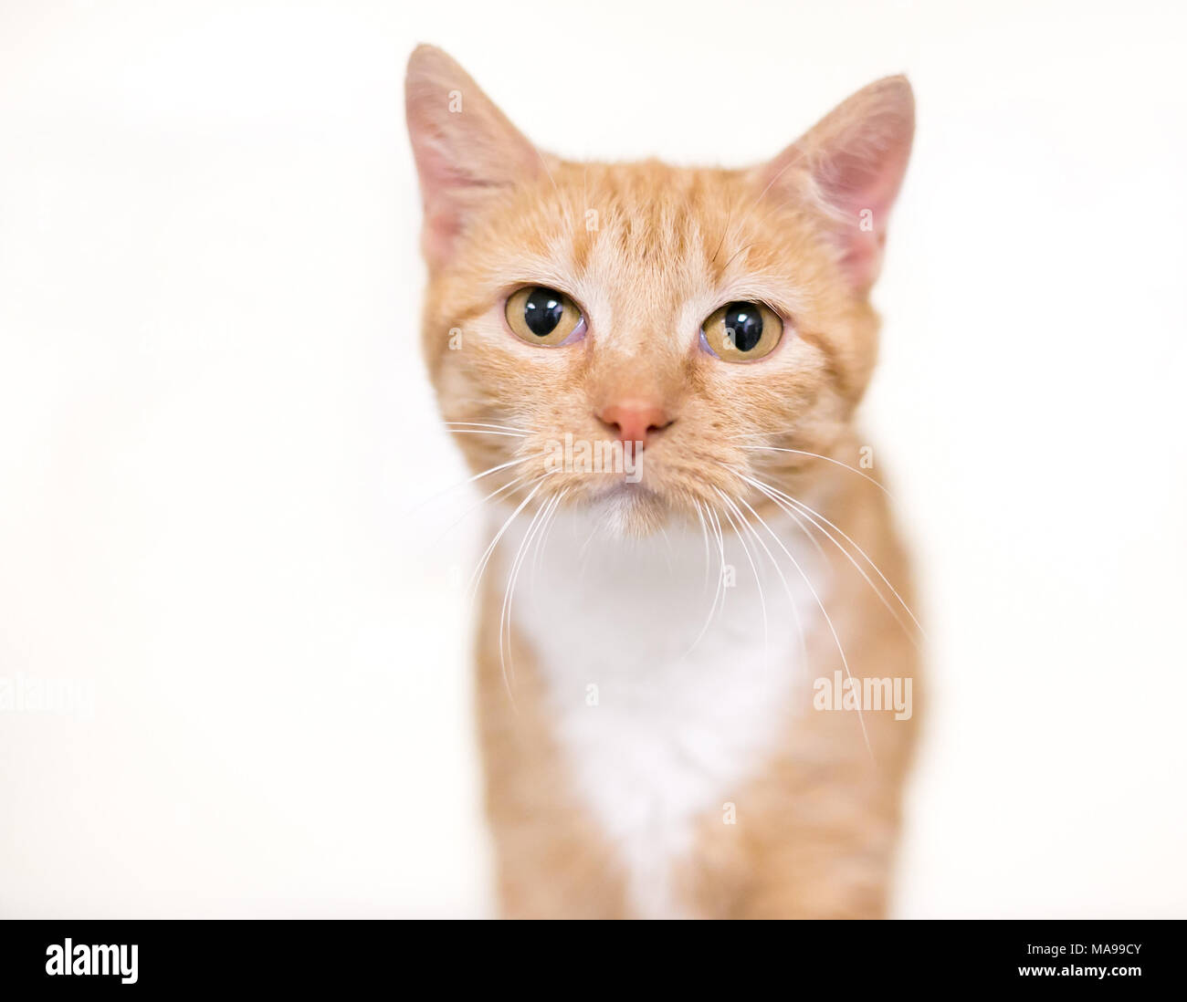 A Domestic Shorthair Cat With Orange Tabby Markings And A White