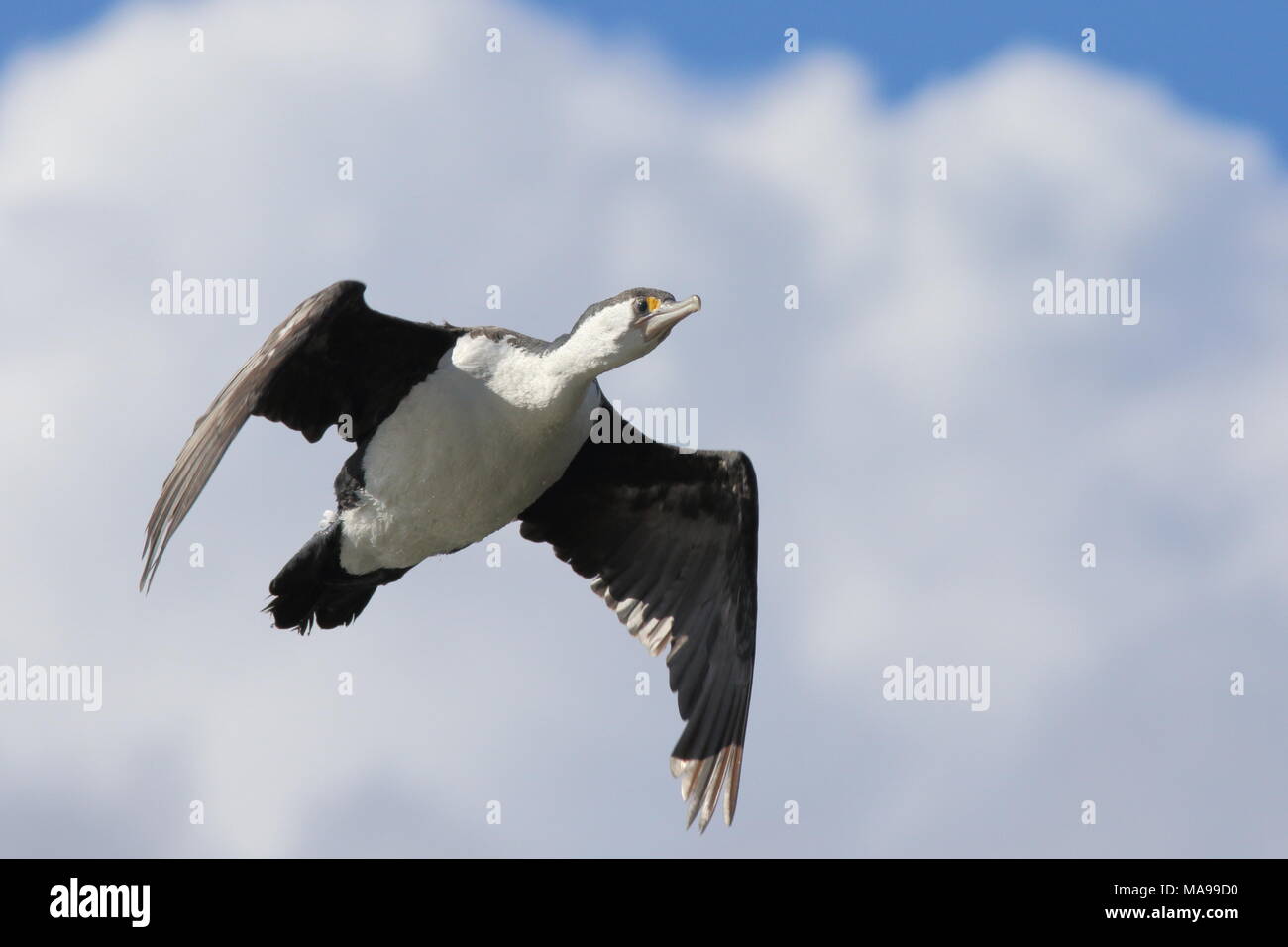 Phalacrocorax varius, Pied Shag flying and found in New Zealand west coast of the south Island, in flight towards the photographer. Stock Photo