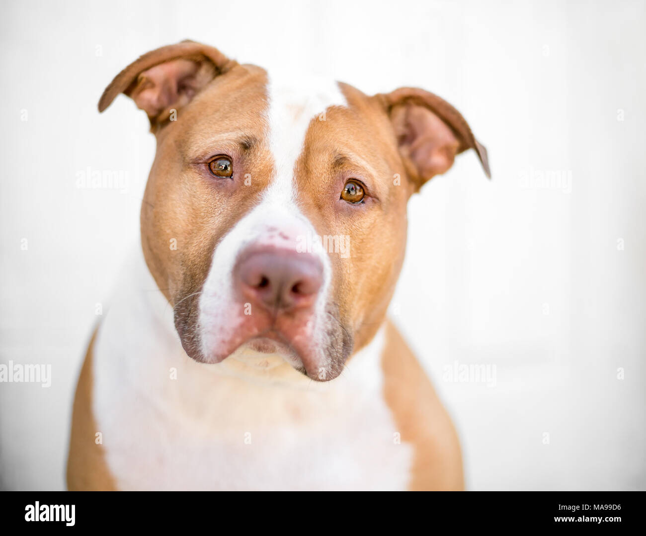 A red and white Pit Bull mixed breed dog with a sad expression Stock Photo