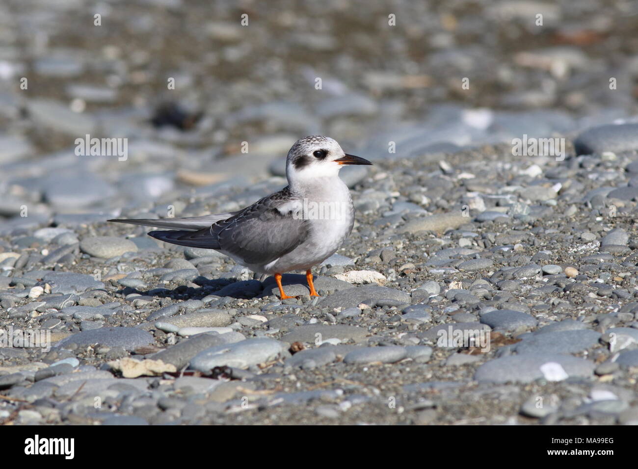 Chlidonias albostriatus, Black Fronted Tern juvenile standing on a pebble beach, this New Zealand endemic bird is endangered in 2018 Stock Photo