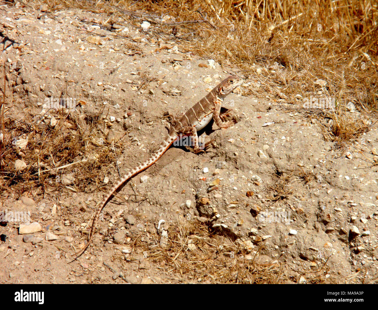 Blunt-nosed leopard lizard. The endangered Blunt-nosed leopard lizard is found only in the San Joaquin Valley and adjacent foothills, as well as the Carrizo Plain and Cuyama Valley. It inhabits open, sparsely vegetated areas of low relief on the valley floor and the surrounding foothills. It also inhabits alkali playa and valley saltbush scrub. Stock Photo