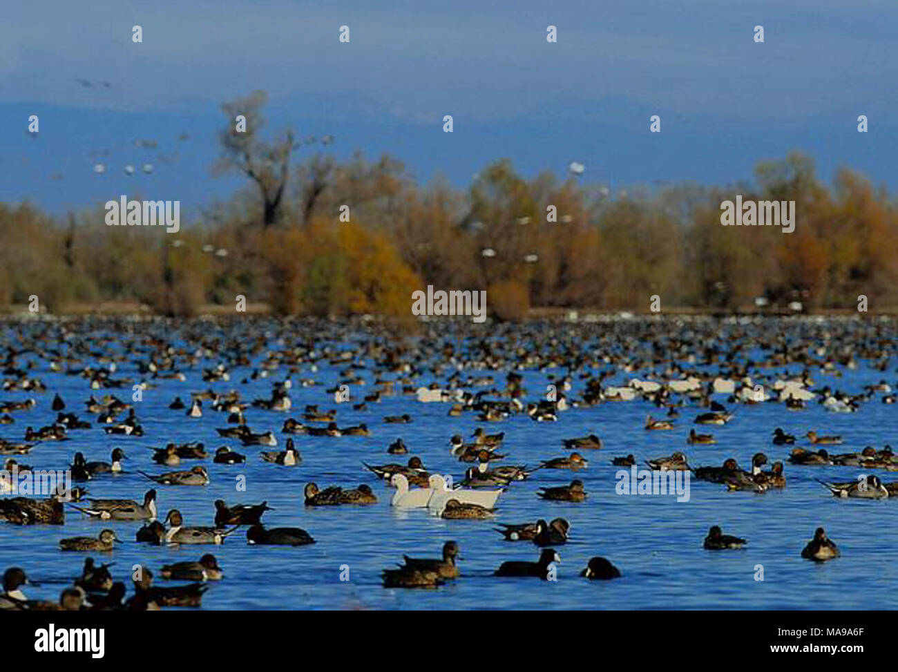 Butte Sink Wildlife Managment Area Stock Photo - Alamy