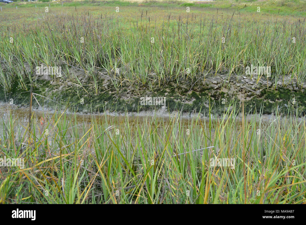 California Cordgrass (Spartina foliosa)horizon. Stock Photo