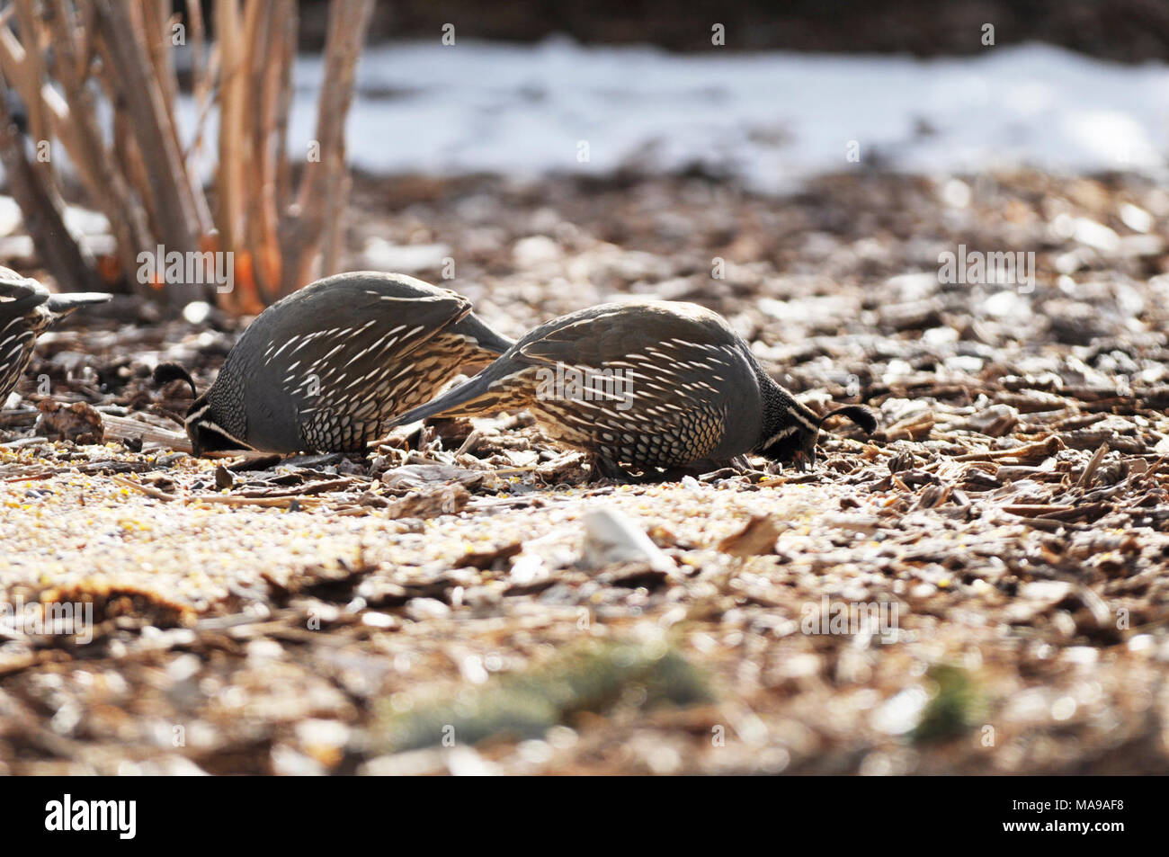 California Quail. California quail photos taken in Gardnerville, NV Stock Photo