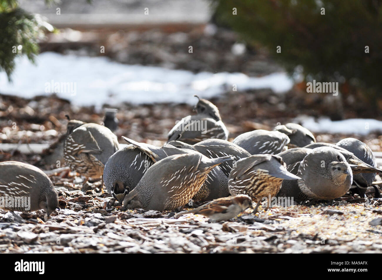 California Quail. California quail photos taken in Gardnerville, NV Stock Photo