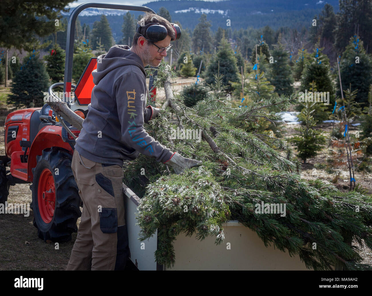 Farmer picking trees Stock Photo Alamy