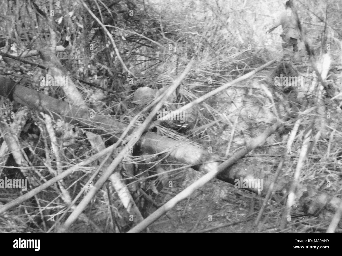 Black and white photograph, showing a soldier, shot from behind, walking away, with a mass of tangled branches in the foreground, photographed in Vietnam during the Vietnam War (1955-1975), 1971. () Stock Photo