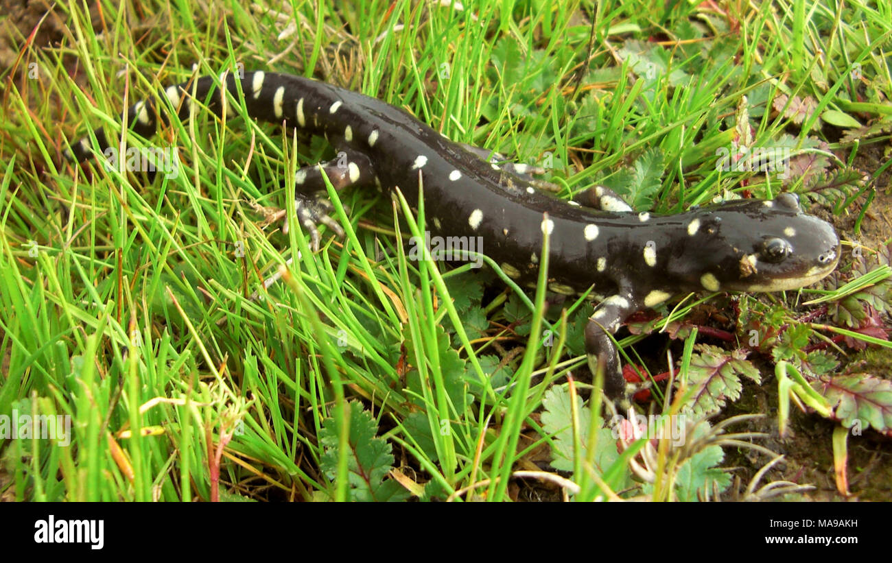 California tiger salamander adult Stock Photo - Alamy