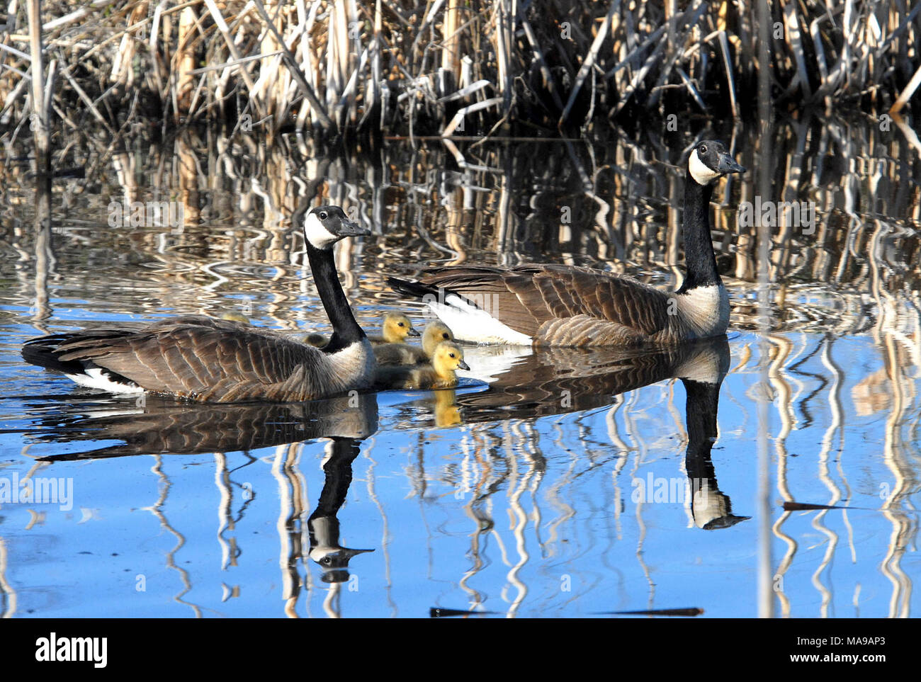 Canada Geese (brood Stock Photo - Alamy