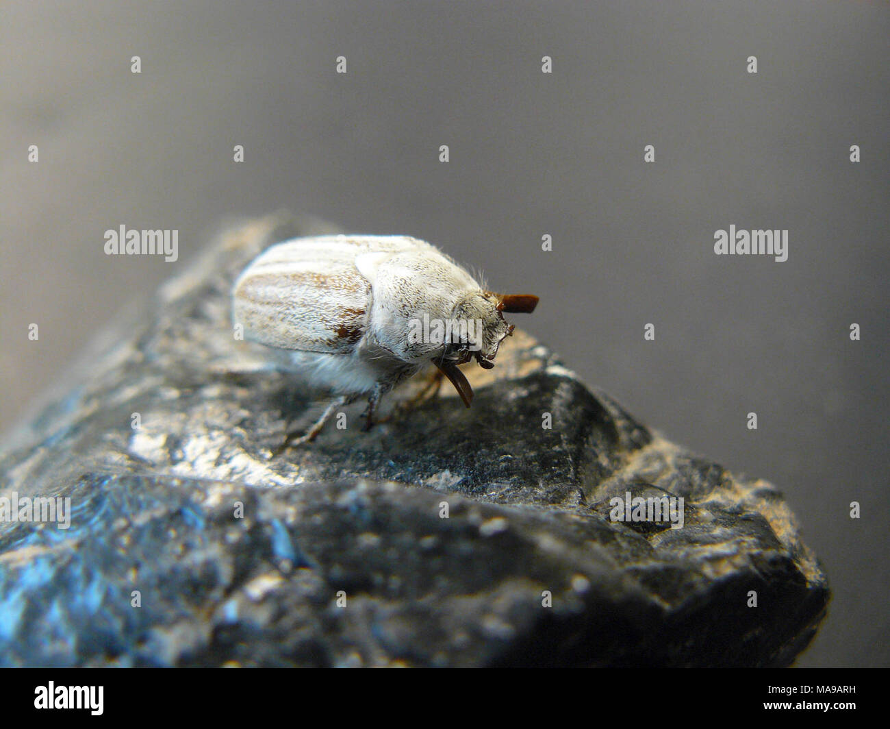 Casey's June Beetle. Casey's June beetle Stock Photo Alamy