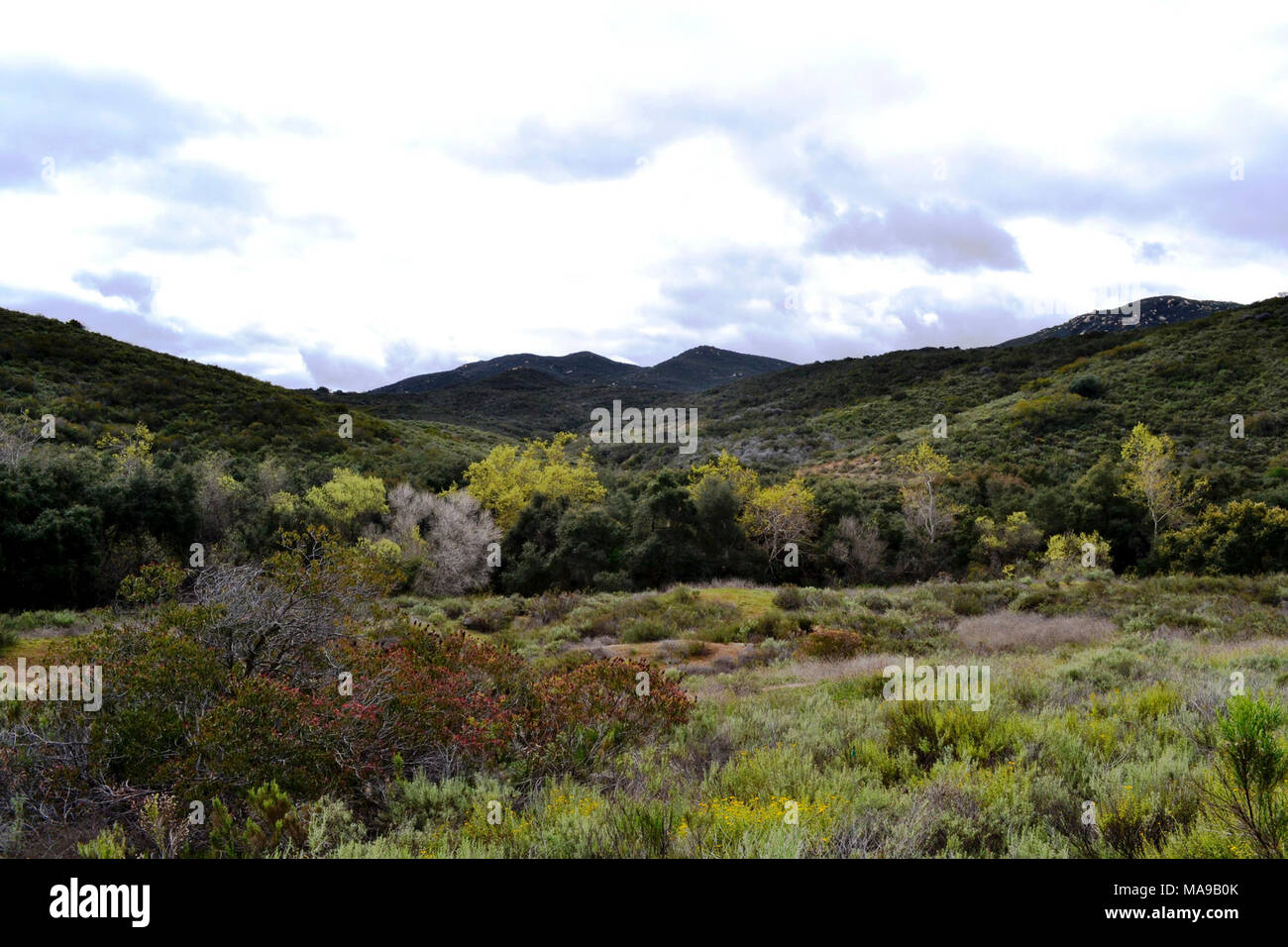 Coastal sage scrub and riparian habitat on the San Diego Stock Photo